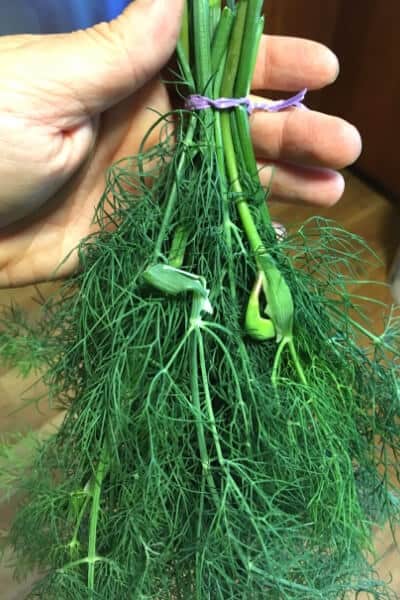 a bunch of fresh dill tied together ready to be hung to dry