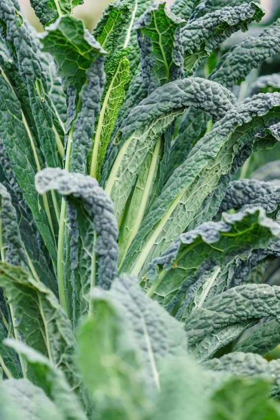 close up of lacinato kale growing in garden