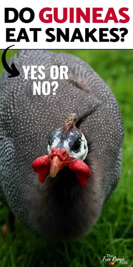 Do Guinea Fowls Deter Snakes 