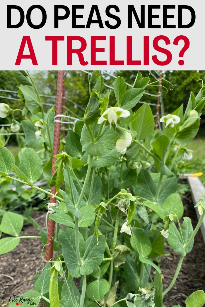 do peas need a trellis