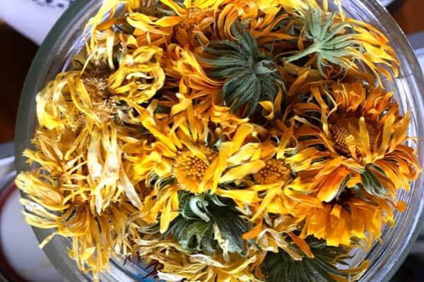 dried clalendula in a jar. close up