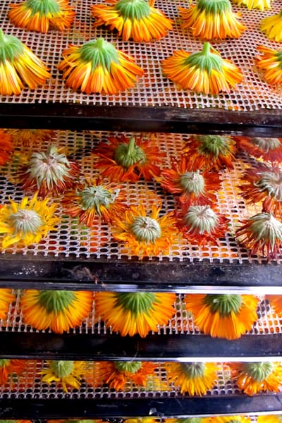 calendula flowers on dehydrator tray