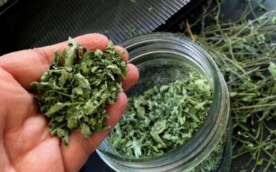 How to Dry Oregano (The Best Way!)