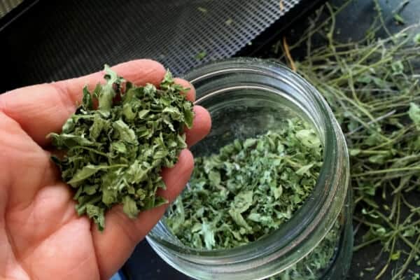 handful of dried oregano with jar and stems in background