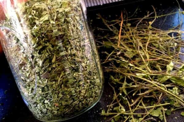 jar of dried oregano with stems in the background