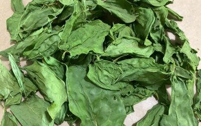 How to Dehydrate Spinach (& Make Spinach Powder!)
