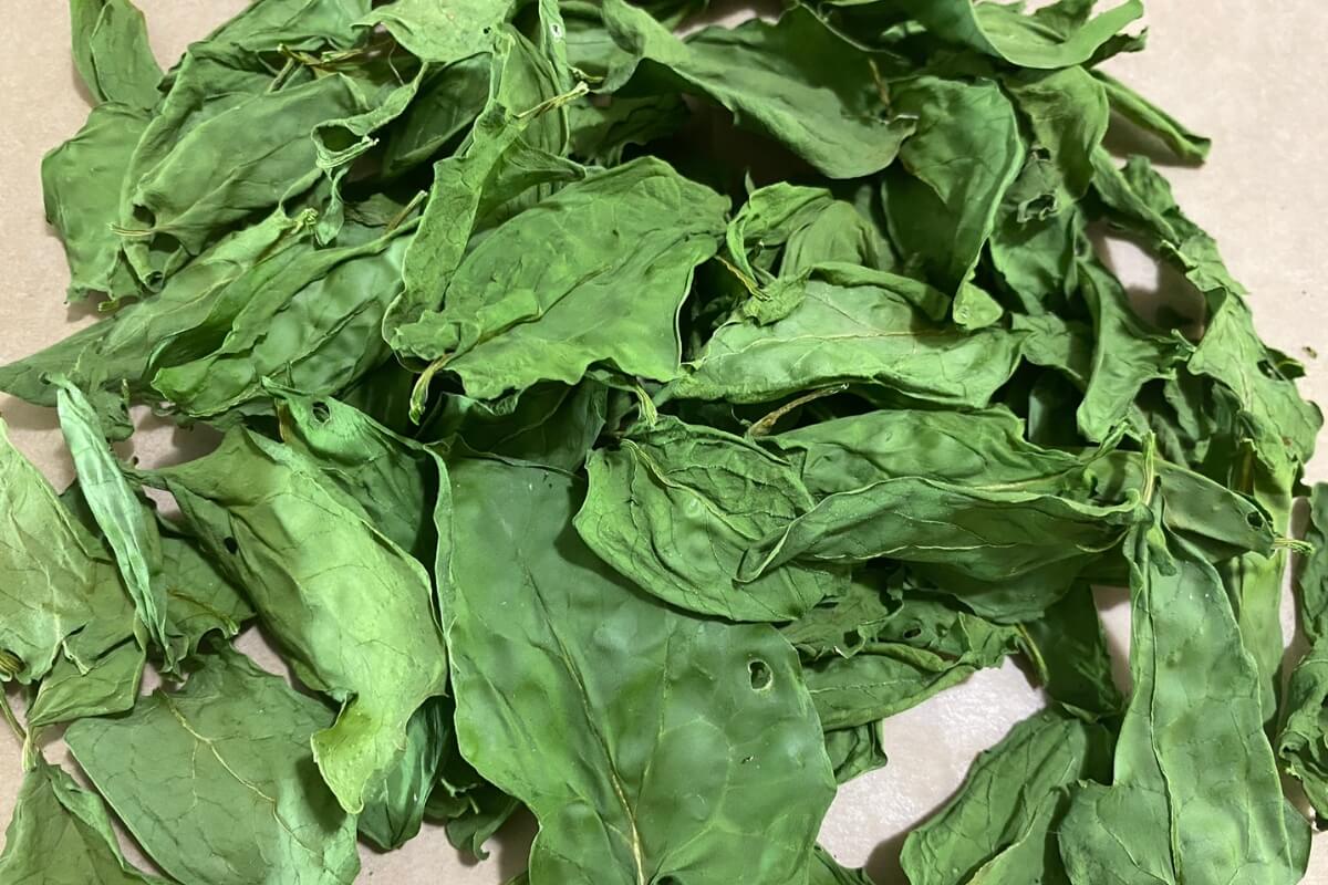 pile of dehydrated spinach leaves