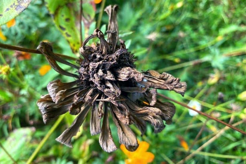 brown and dry zinnia seed head