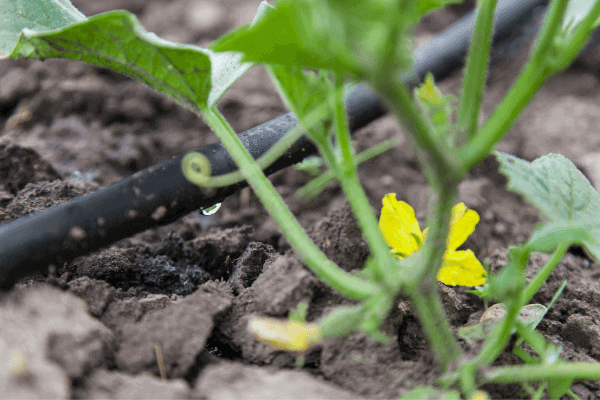 cucumber plant being watered by drip hose in the garden