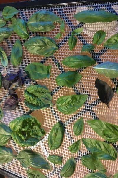 basil leaves ready to be dried on an dehydrator tray