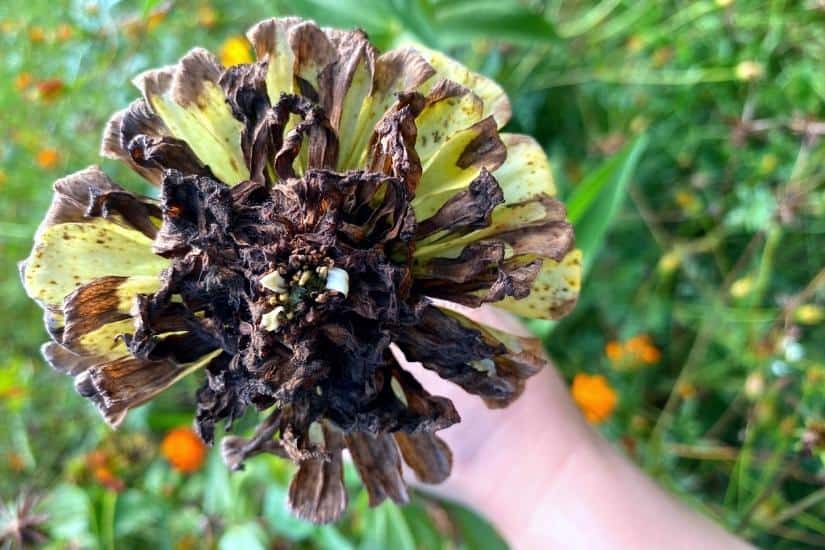 browning and drying white zinnia flower head