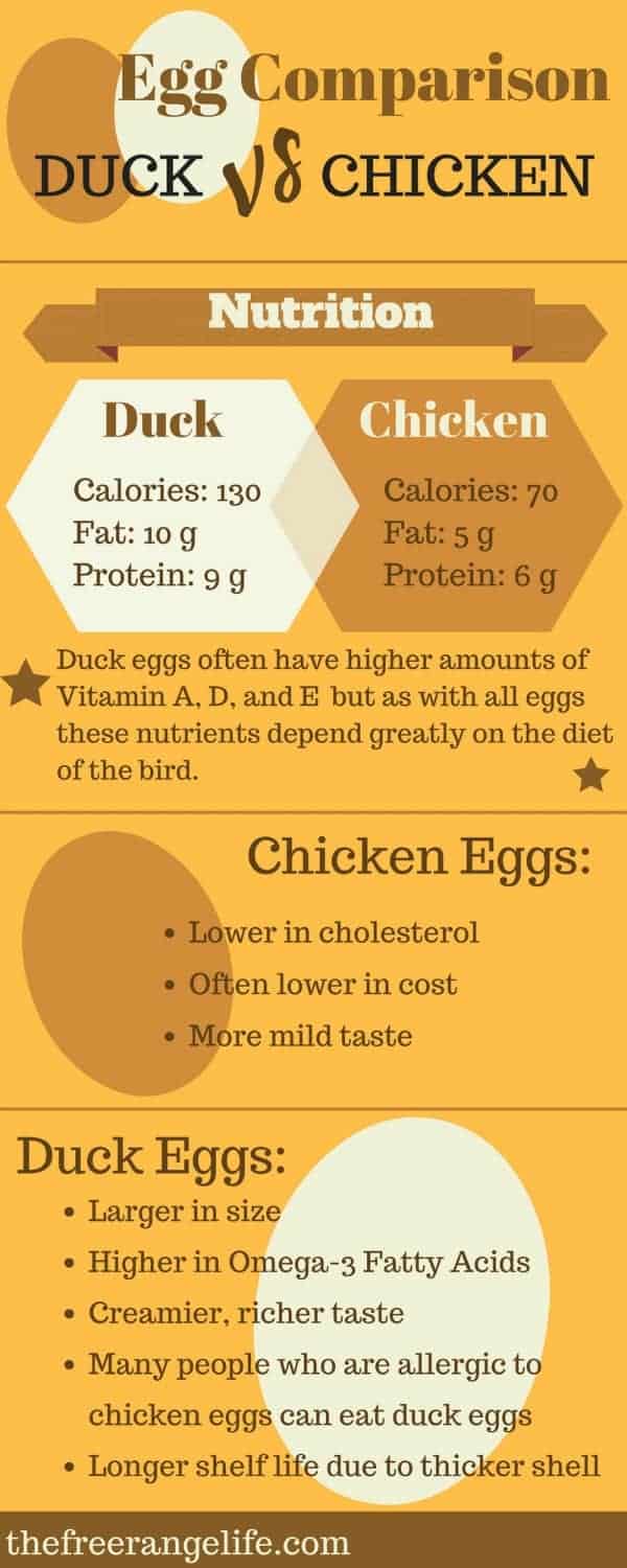 What exactly is the difference between duck eggs and chicken eggs? Find out in this handy infographic: Chicken Eggs vs Duck Eggs!