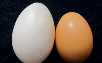 Duck Eggs vs Chicken Eggs: What’s the Difference