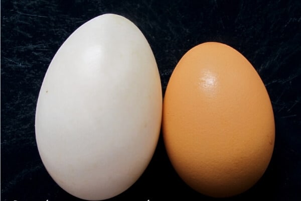 duck eggs vs chicken eggs appearance