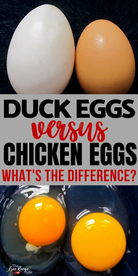 duck eggs vs chicken eggs
