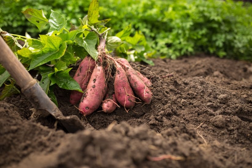 dug sweet potatoes sitting on earth