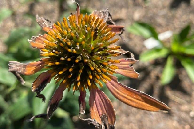 drying echinacea flower on the plant