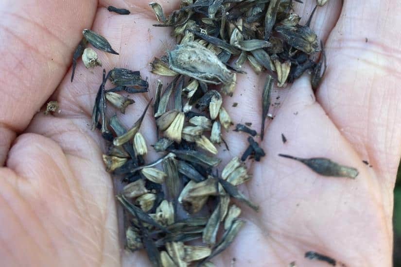echinacea seed collected from dry flower