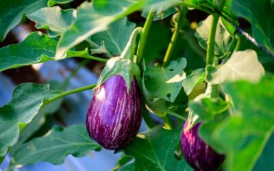 The Best Eggplant Companion Plants for Your Backyard Garden