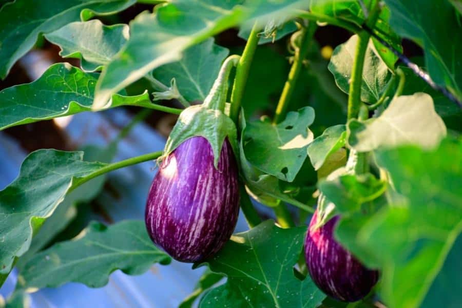 purple eggplant growing in the garden