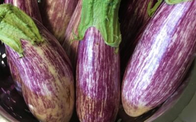 7 Amazing Eggplant Varieties to Try This Year!