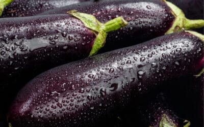 How to Store Eggplant Correctly for the Best Results