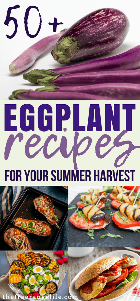 Eggplant Recipe! More than 50 delicious recipes to choose from including baked eggplant recipes, grilled eggplant recipes, sauteed eggplant recipes, and more!