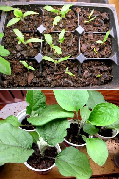 just sprouted eggplant seedlings in a tray and 4 week old eggplant transplants