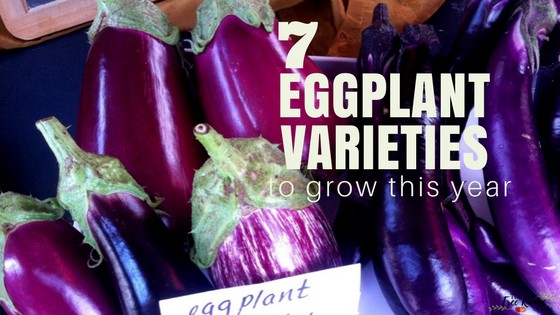7 Amazing Eggplant Varieties to Try This Year!