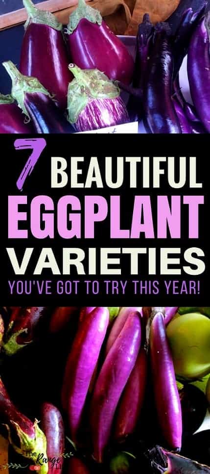 Vegetable Gardening Ideas: Try growing some of these amazing eggplant varieties! You won't be disappointed and your garden and dinner table will look even more beautiful!