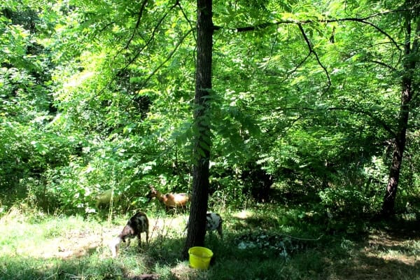 Electric Fence for Goats- for brush over grown area