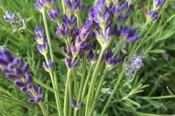 bunch of fresh lavender stems