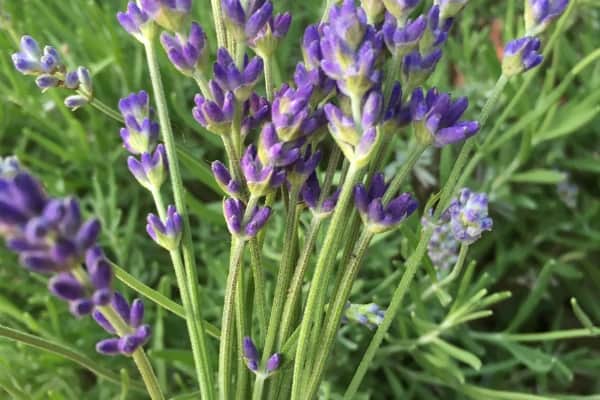 Lavender essential store oil for fleas