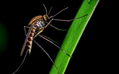 Get Rid of Mosquitoes: 7 Natural Mosquito Repellents for Your Yard