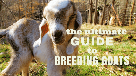 The Ultimate Guide to Breeding Goats - The Free Range Life