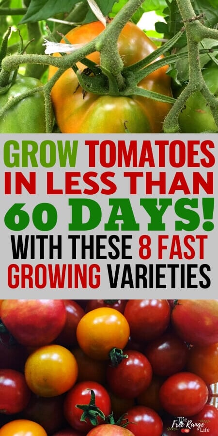 grow tomatoes in less than 60 days with these 8 fat growing tomatoes