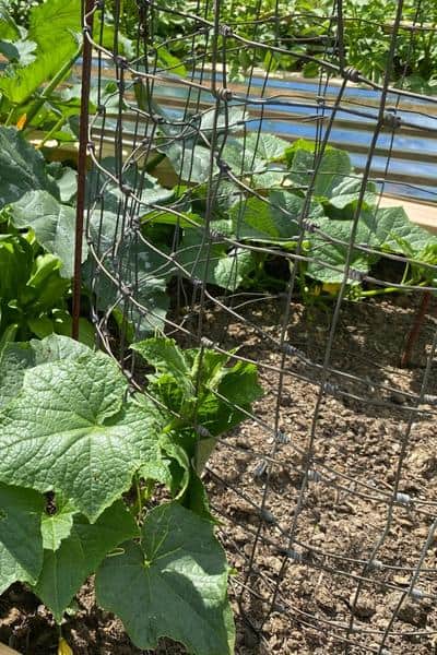 cucumber plants vining up a roll of fence