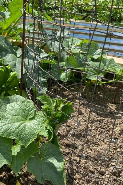 Lil homemade string trellis, we'll see how these cucumbers like it. :  r/vegetablegardening