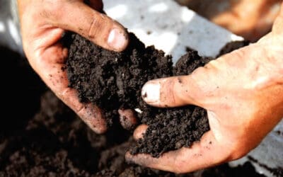 Soil Nutrient Deficiencies and How to Fix Them
