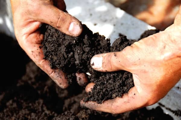 2 hands holding fertile black garden soil