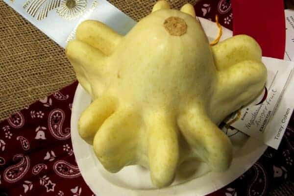 white finger fruit squash on a plate with a fair ribbon