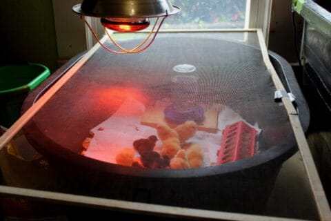How to Set Up a Brooder Box for Chicks