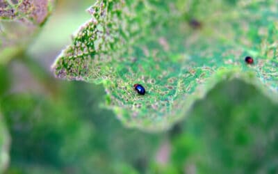 #1 Way to Control Flea Beetles in the Organic Garden