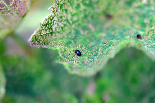 close up of flea beetle on a leaf