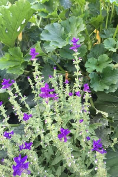 purple flowering sage next to a zucchini plant in the garden