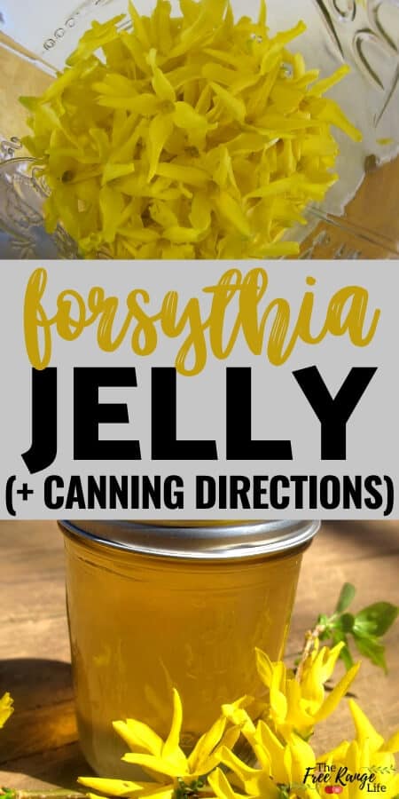 forsythia jelly with jar of blossoms and a final jar of yellow jelly