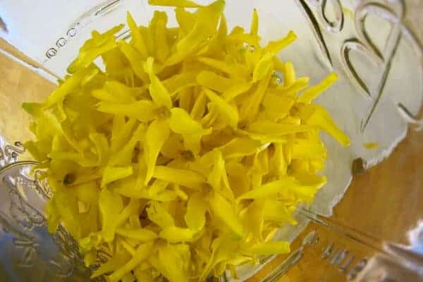 forsythia blossoms in a jar