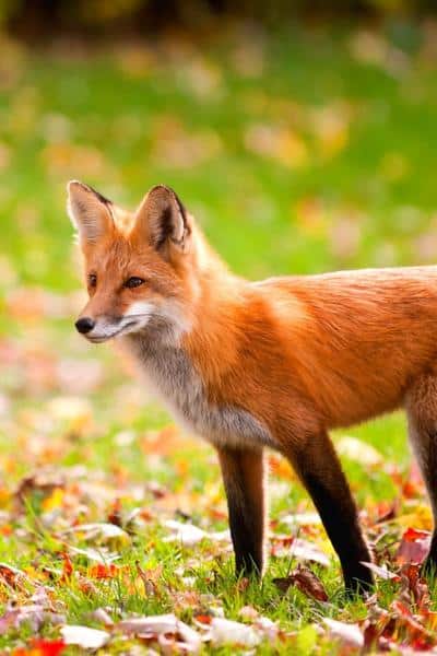 red fox standing in the grass with fall leaves on the ground