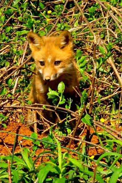 baby fox in brush and weeds
