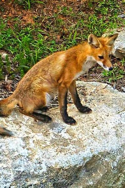 skinny adult red fox sitting on a large rock